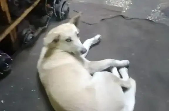 Пропала собака на Семафорной 261Г, Красноярск