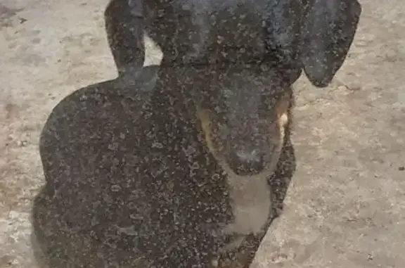 Найдена собака, Пионовая ул. 13