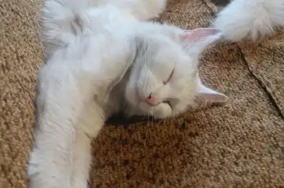 Кошки потеряшки, Абакан, фото: Потеряшка кошка, ул. Калинина, Абакан