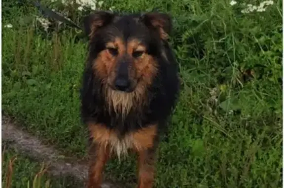 Пропала собака, Медведево, Орловская обл.