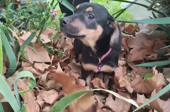 Найдена собака, Новороссийск, фото: Собака найдена: ул. Исаева 13, Новороссийск