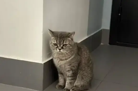 Найдена кошка, Амурская область, фото: Кошка найдена в подъезде, Благовещенск