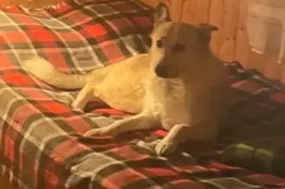 Собаки потеряшки, Москва, фото: Потеряшка собака, Былово, Москва