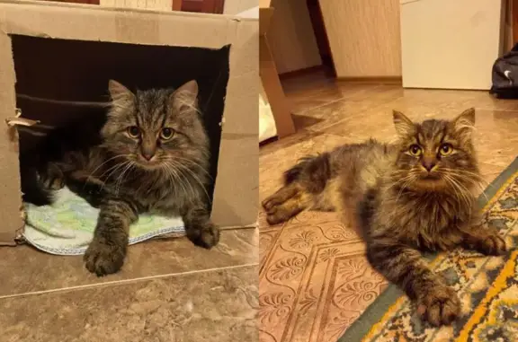 Кошка найдена на Лермонтова, 48, Тверь