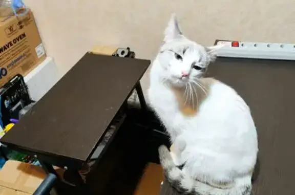 Кошка найдена на Красной, 24А, Пенза