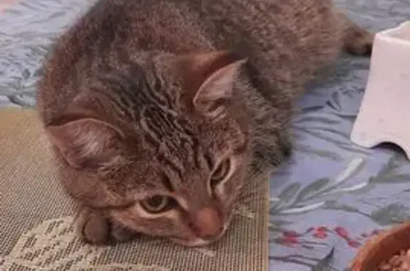 Кошки потеряшки, , фото: Потеряшка кошка, Соколовская ул, 12, Ижевск