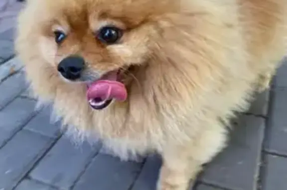 Собаки потеряшки, , фото: Потеряшка собака в Быльниках, Смоленская область