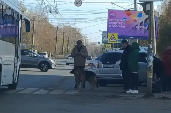 Найдена собака, Омск, фото: Собака найдена на Гашека, Омск