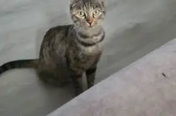 Найдена кошка, Владивосток, фото: Кошка найдена: ул. Ветеран Революции 35