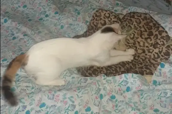 Кошки потеряшки, Самара, фото: Потеряшка кошка, Пензенская 24, Самара