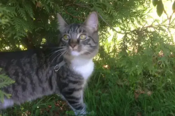 Пропала кошка, 3-я Карачаровская, 12 к1