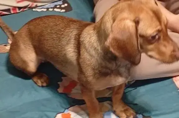 Найдена собака, ул. Марченко 35Б, Челябинск