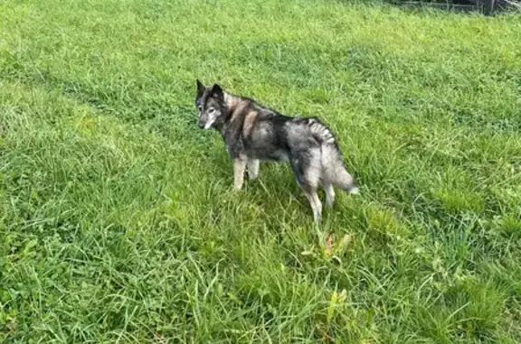 Найдена собака, Юшкинская волость, фото: Собака найдена: Юшкинская волость, Псков