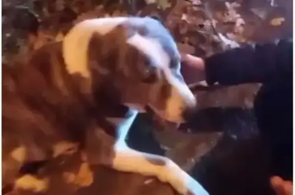 Собака найдена на Старом Симферопольском