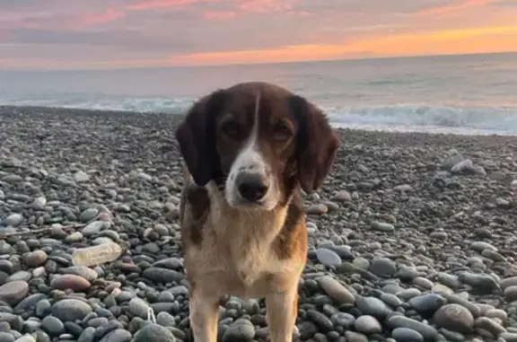 Собаки потеряшки, Москва, фото: Потеряшка собака, ул. Газопровод, 1 к6