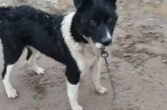 Найдена собака, Заостровье, фото: Собака найдена: Звёздная ул., 3, Заостровье