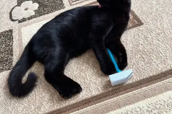 Кошки потеряшки, Куса, фото: Потеряшка кошка, ул. Карла Либкнехта, 48