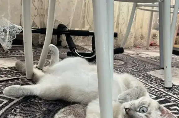 Кошки потеряшки, Оренбург, фото: Потеряшка кошка Муизза, Восточный пер., Оренбург