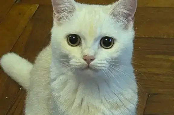 Пропал кот, Карла Маркса 21, Кронштадт