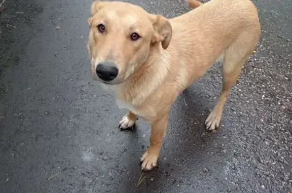 Найдена собака, , фото: Собака найдена: Красногорское ш., 36