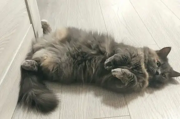 Кошки потеряшки, Юрьев-Польский, фото: Потеряшка кошка, Садовый пер., 4, Юрьев-Польский