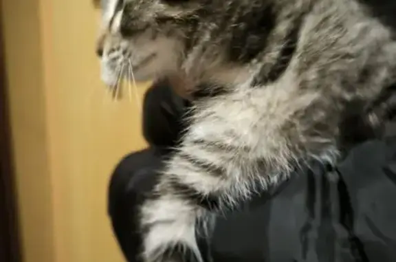 Найдена кошка, Новокуйбышевск, фото: Кошка найдена, ул. Пирогова, 16А, Новокуйбышевск