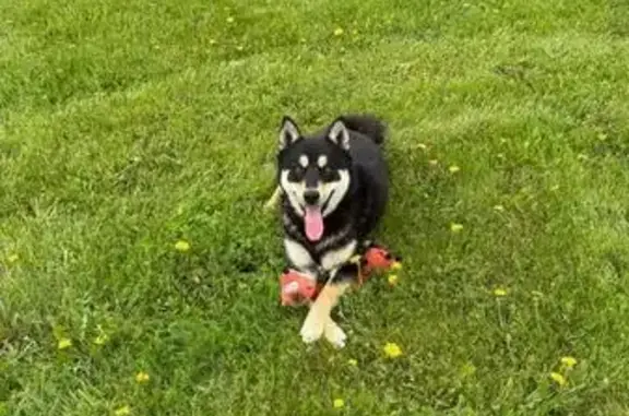 Пропала собака, ул. Пушкарёва 12, Арамашево