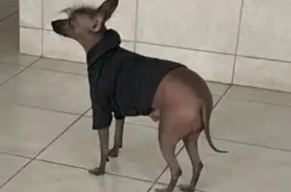 Найдена собака, Краснодар, фото: Собака найдена на ул. Соколова, Краснодар