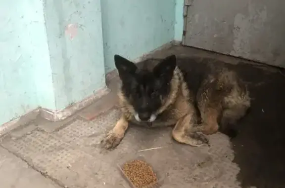 Овчарка найдена у подъезда, Ш. Руставели 27