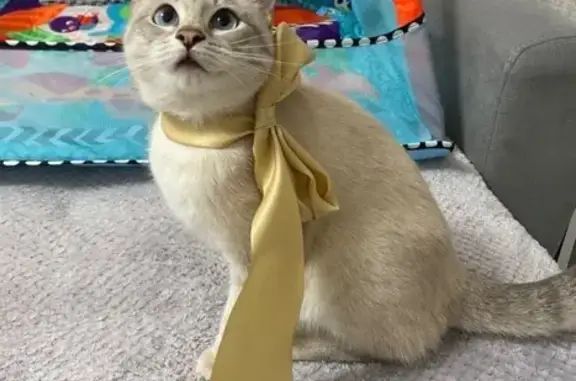 Пропала кошка, Домодедово, Авенариуса 8