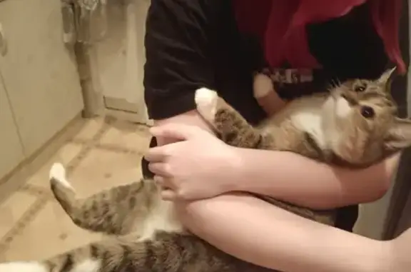 Пропала кошка, 2-я Коммунистическая, 25