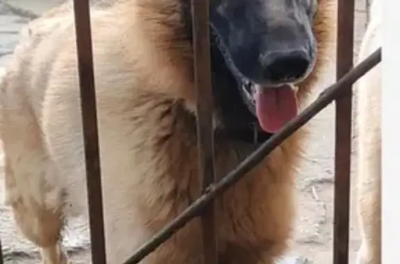 Собаки потеряшки, Керчь, фото: Потеряшка собака, Льва Толстого, Керчь