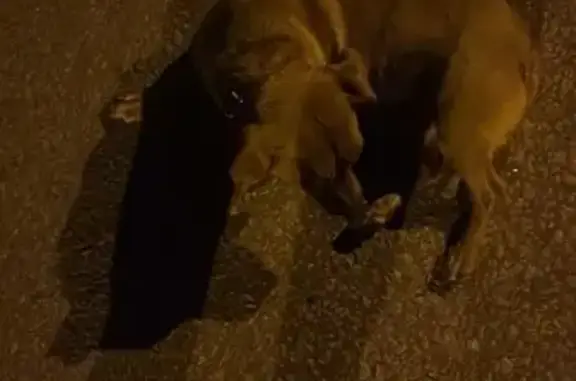 Найденные животные Липецкая область, фото: Найдена собака, Песковатская, Грязинский район