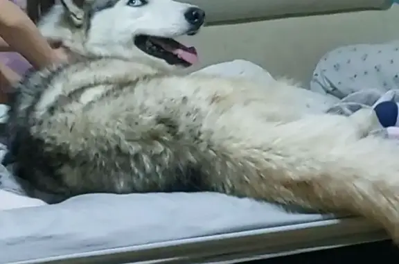 Пропала собака, Комсомольская 16, Острогожск