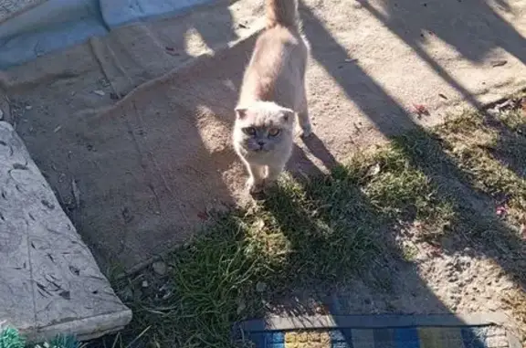 Найдена кошка, Томск, фото: Кошка найдена, Школьный пер., Томск