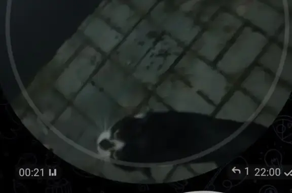 Кот найден на ул. 78-Гвардейской дивизии 4