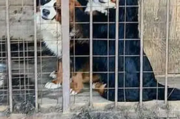 Собаки потеряшки, Вологодская область, фото: Потеряшка собака, Спасское, Вологодская обл.