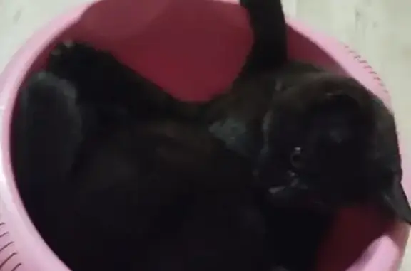 Объявления о пропавших и найденных животных, Воронежская область, фото: Пропала кошка в Борисоглебске, Воронежская обл.