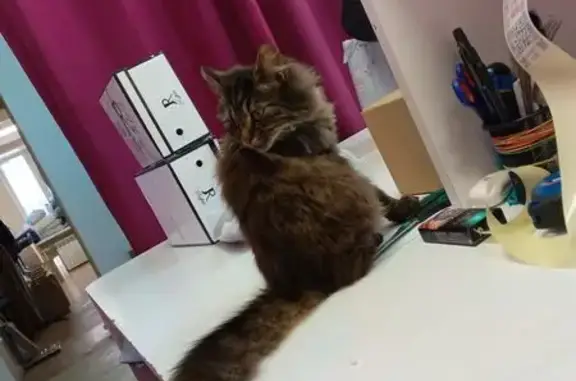 Найдена кошка, Кемерово, фото: Кошка найдена: Невьянская 1А, Кемерово