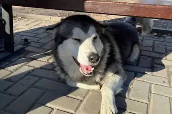 Хаски найдена на остановке Лагерный сад, Томск