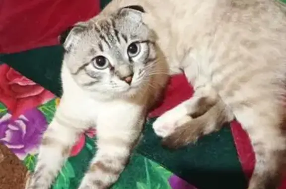 Кошки потеряшки, Оренбург, фото: Потеряшка кошка, Самолётная 218, Оренбург