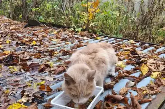Кошка найдена: Северная ул., 4, Королёв
