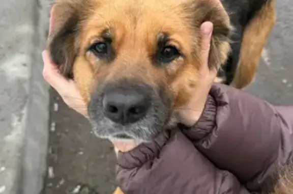 Найдена собака, Хабаровск, фото: Собака найдена у Пятёрочки, Полярная 67