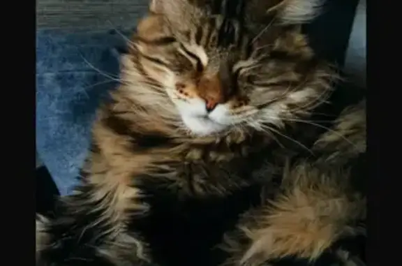 Пропала кошка, ул. Мистюкова, 14, Липецк