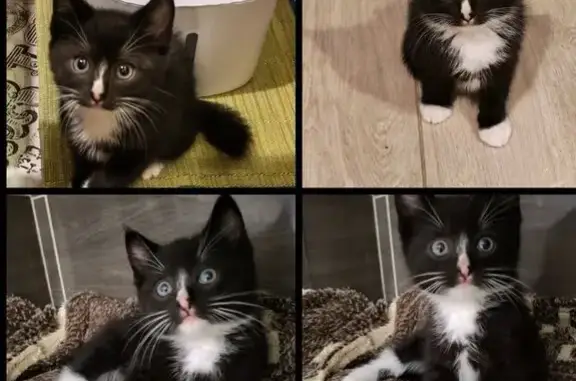 Кошка найдена: Строительная 36А, Гурьевск