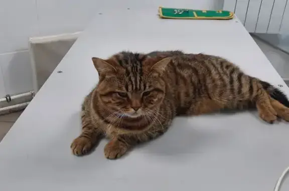 Найдена кошка, Солнечный бул., Красноярск