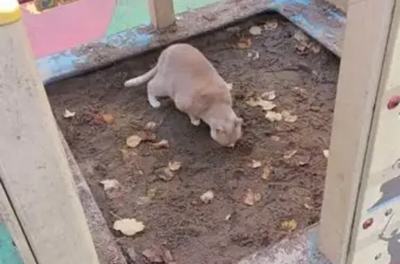 Кошка найдена на Левашовском пр., СПб