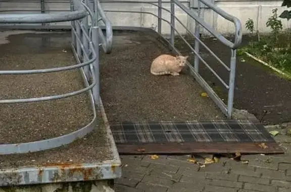 Кошка найдена: ул. Связистов, 2, Немчиновка