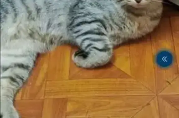 Кошка найдена: Ташкентская ул. 192, Самара