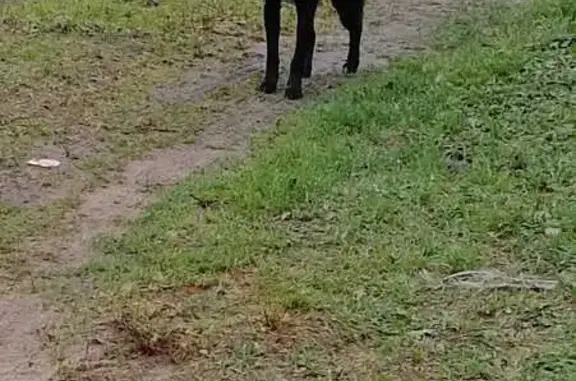 Найдена собака, Пентурово, фото: Собака найдена в Пентурово, Тверская область